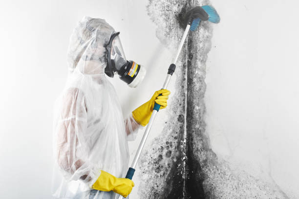 Asbestos and Lead Testing During Mold Inspection in Pearson, GA