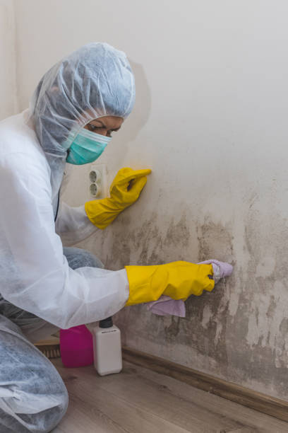 Best Dehumidification Services  in Pearson, GA